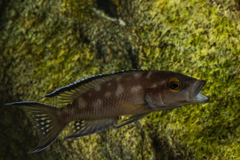 Neolamprologus buescheri 'Kasanga'
